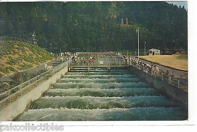 Bonneville Dam,Fish Ladder-Oregon 1968 - Cakcollectibles