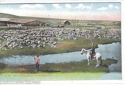 Early Post Card-On A Sheep Ranch in Lambing Time - Cakcollectibles