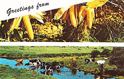 Greetings From Illinois Postcard - Cakcollectibles