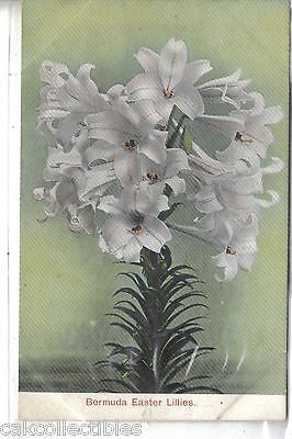 Bermuda Easter Lilies UDB - Cakcollectibles
