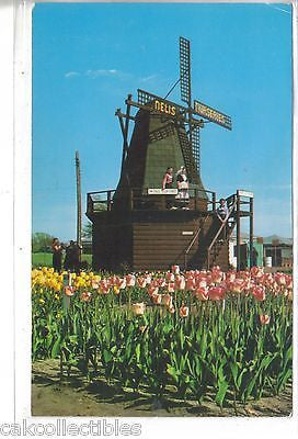 Windmill,Nelis Nurseries-Holland,Michigan - Cakcollectibles
