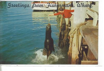 Johnny The Sea Lion Fisherman's Wharf, Monterey, Calif. - Cakcollectibles