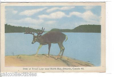 Deer at Trout Lake near North Bay,Ontario,Canada - Cakcollectibles