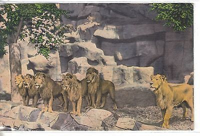 Lion Den,Detroit Zoo-Detroit,Michigan - Cakcollectibles