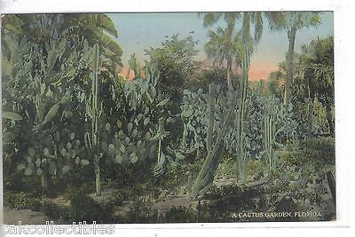 A Catus Garden in Florida - Cakcollectibles