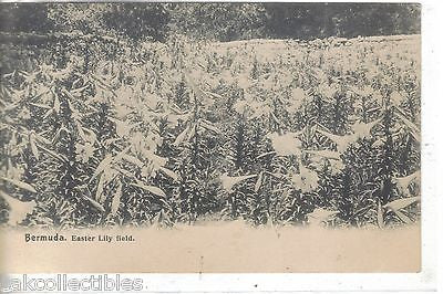 Easter Lily Field-Bermuda 1907 - Cakcollectibles