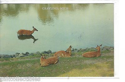 Doe with Triplet Fawns-Grayling,Michigan - Cakcollectibles