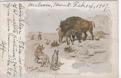 Buffalo Protecting Calf 1907 Signed CMR - Cakcollectibles