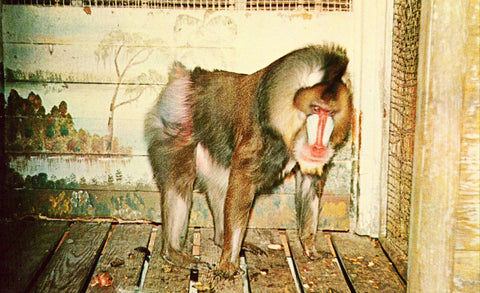 Front of old postcard "Jiggs",Mandrill from West Africa - Sanford Municipal Zoo - Florida