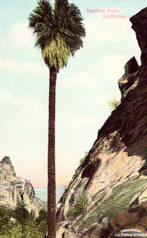 Vintage Postcard Front - Sentinel Palm - California