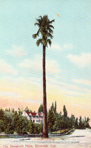 Vintage postcard front.The Roosevelt Palm - Riverside,California