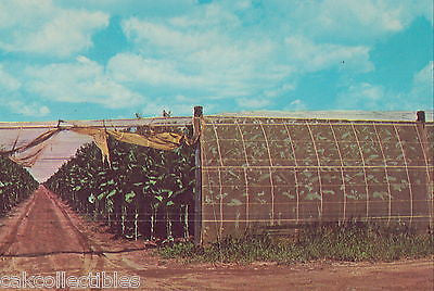 A Connecicut River Valley Tobacco Farm 1968 - Cakcollectibles - 1