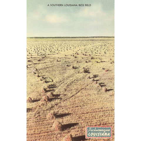 Linen Postcard - A Southern Louisiana Rice Field