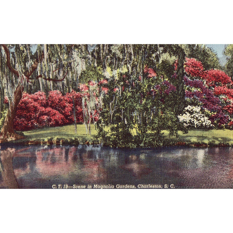 Linen Postcard - Scene in Magnolia Gardens - Charleston,S.C.