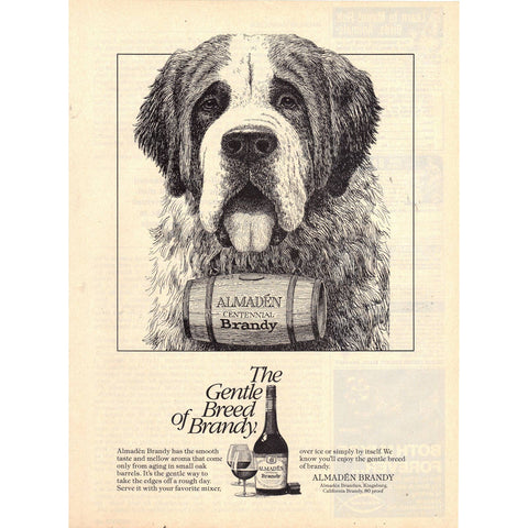 Vintage 1980 Print Ad for Almaden Brandy Saint Bernard