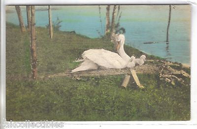 Swan and Cygnets-Spring Lake,New Jerseey (Hand Colored) - Cakcollectibles