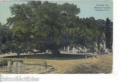Old Oak Tree,Magnolia Cemetery-Charleston,South Carolina - Cakcollectibles