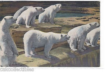 Bear Pit,Detroit Zoo-Royal Oak,Michigan - Cakcollectibles