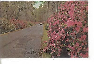 Entrance To Cypress Gardens, Charleston, S. C. - Cakcollectibles