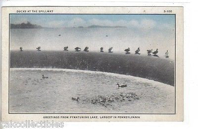 Ducks at The Spillway-Greetings from Lake Pymatuning Lake-Pennsylvania - Cakcollectibles