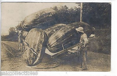 RPPC-Exaggeration Post Card-Giant Watermelons 1910 - Cakcollectibles - 1