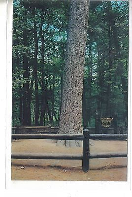The Monarch Pine-Hartwick Pines State Park-Grayling,Michigan - Cakcollectibles