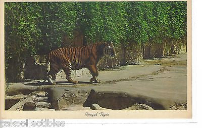 Bengal Tiger,San Antonio Zoo-Texas - Cakcollectibles