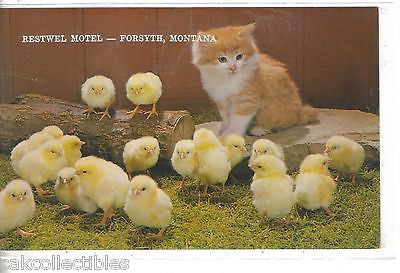 Restwell Motel-Forsyth,Montana (Kitten and Chicks) - Cakcollectibles
