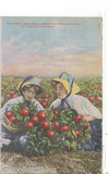 Growing Buckbee's famous Beefsteak Tomatoes for Seed on Rockford Seed Farms 1910 - Cakcollectibles - 1