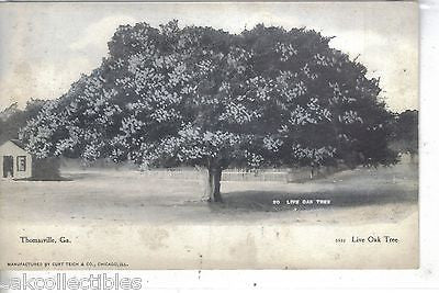 Live Oak Tree-Thomasville,Georgia UDB - Cakcollectibles
