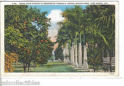 Royal Palm Avenue in Grounds of Thomas Edison Winter Home-Fort Myers,Florida - Cakcollectibles