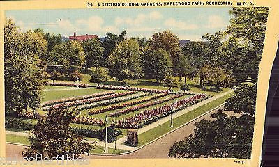 A Section of Rose Gardens,Maplewood Park-Rochester,New York - Cakcollectibles