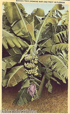 Banana Tree Showing Bud and Fruit in Florida - Cakcollectibles