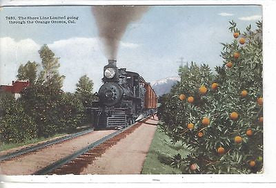 The Shoreline Limited Going Through The Orange Groves-California 1912 - Cakcollectibles