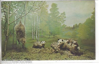Possum Family in The Call of The Wild Museum-Gaylord,Michigan - Cakcollectibles - 1