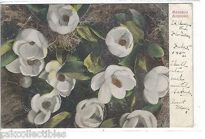 Early Post Card-Magnolia Blooms-1907 - Cakcollectibles