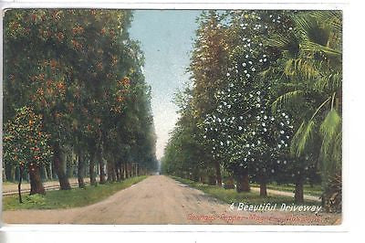A Beautiful Driveway,Oranges-Peppers-Magnolia Blossoms-California 1909 - Cakcollectibles
