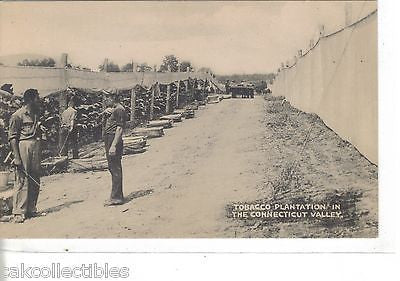 Tobacco Plantation in The Connecticut Valley - Cakcollectibles - 1