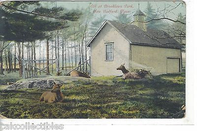 Elk at Brooklawn Park-New Bedofrd,Massachusetts 1910 - Cakcollectibles