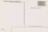 Greetings From Central Kentucky Horse Farm Postcard - Cakcollectibles - 2