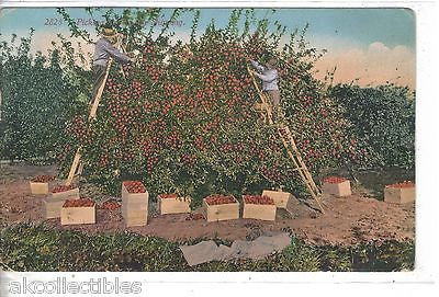 Early Post Card-Picking Apples for Shipping - Cakcollectibles