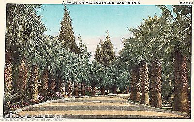 A Palm Drive in Southern California - Cakcollectibles
