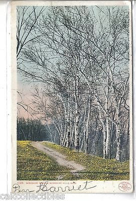 Berkshire Birches-Berkshire Hills,Massachusetts 1907 - Cakcollectibles