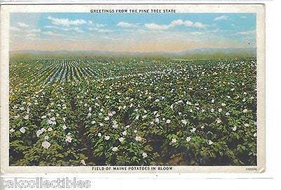 Greetings from The Pine Tree State-Field of Maine Potatoes in Bloom - Cakcollectibles