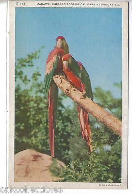 Macaws,Chicago Zoological Park at Brookfield-Illinois - Cakcollectibles