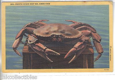 Pacific Ocean Deep Sea Jumbo Crab - Cakcollectibles