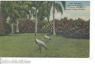 Demoiselle Cranes in Sarasota Jungle Gardens-Florida - Cakcollectibles