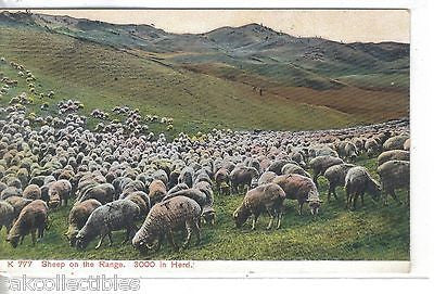 Sheep on The Range-3000 in Herd - Cakcollectibles