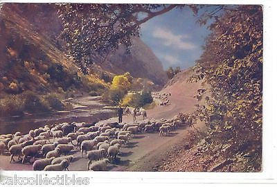 Viintage Post Card-Utah Sheep - Cakcollectibles