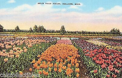 Nelis Tulip Fields-Holland,Michigan - Cakcollectibles